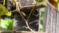 Anolis sagrei