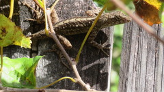 Anolis sagrei