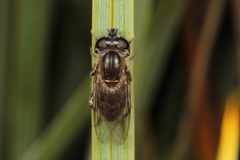 Helophilus