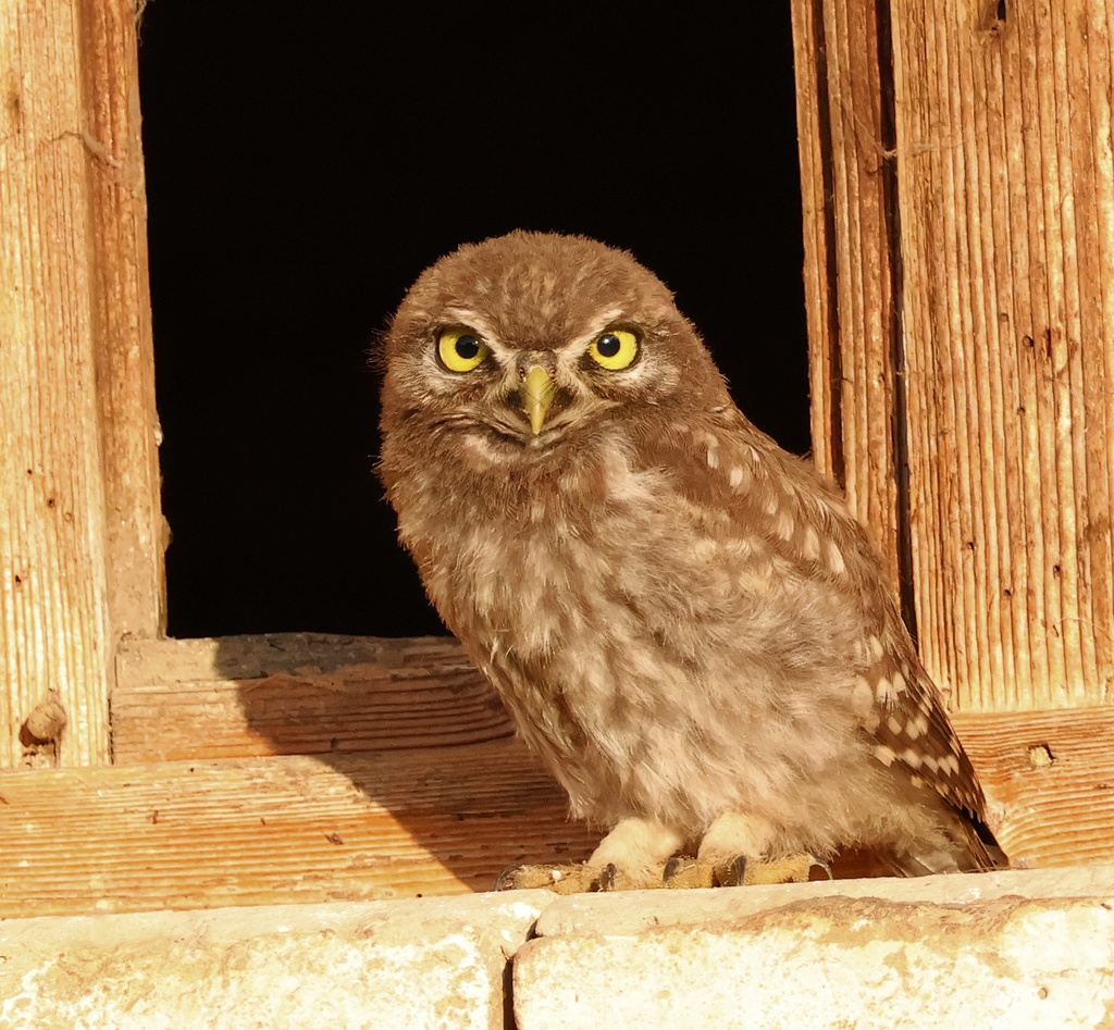 금눈쇠올빼미 from Omoljica, Serbia on 2023년 07월 08일 (토)... by Mileta Čeković · iNaturalist 금눈쇠올빼미 (Athene noctua)