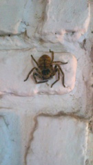 Polybetes pythagoricus