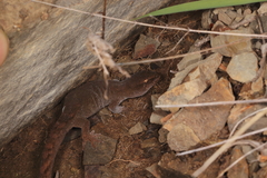 Woodworthia southern alps