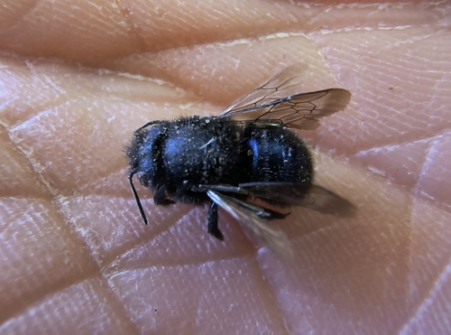 iNaturalist observation photo of Mason Bees