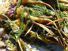 Caulerpa brownii