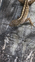 Anolis sagrei