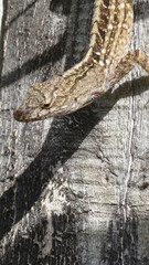 Anolis sagrei