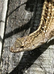 Anolis sagrei