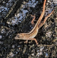 Anolis sagrei