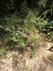 Coprosma spathulata