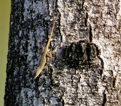 Anolis sagrei