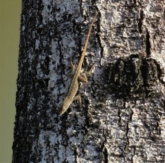 Anolis sagrei
