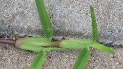 Stenotaphrum secundatum