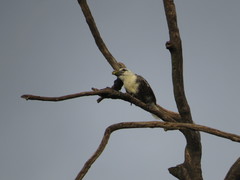 Lybius leucocephalus