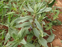 Ajuga integrifolia image