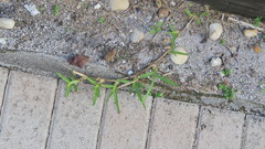 Stenotaphrum secundatum