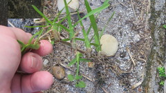 Stenotaphrum secundatum