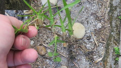 Stenotaphrum secundatum