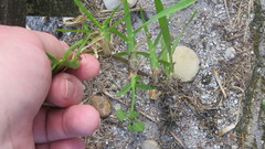 Stenotaphrum secundatum