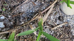 Stenotaphrum secundatum