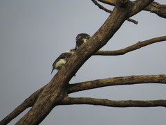 Lybius leucocephalus