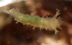 Tritonicula myrakeenae