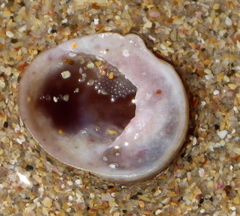 Sigapatella novaezelandiae