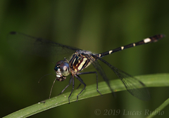 Micrathyria hypodidyma