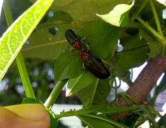 Cacoscelis nigripennis