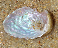 Haliotis virginea
