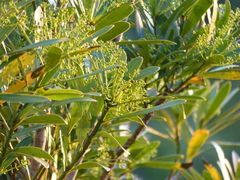 Pseudopanax chathamicus
