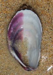 Modiolus areolatus