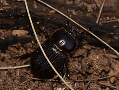 Archophileurus