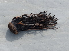 Lessonia tholiformis