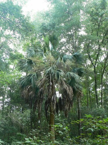 Cabbage palmetto (Sabal palmetto)