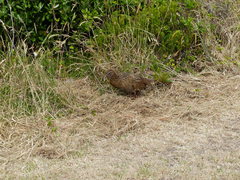 Gallirallus australis hectori
