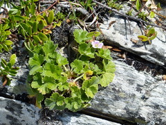 Geranium traversii
