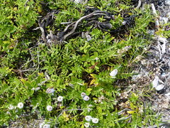 Veronica chathamica