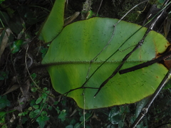 Elaphoglossum crinitum