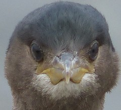 Phalacrocorax featherstoni