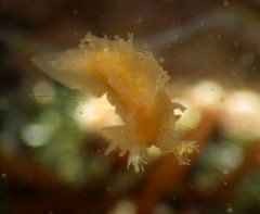 Tritonicula myrakeenae