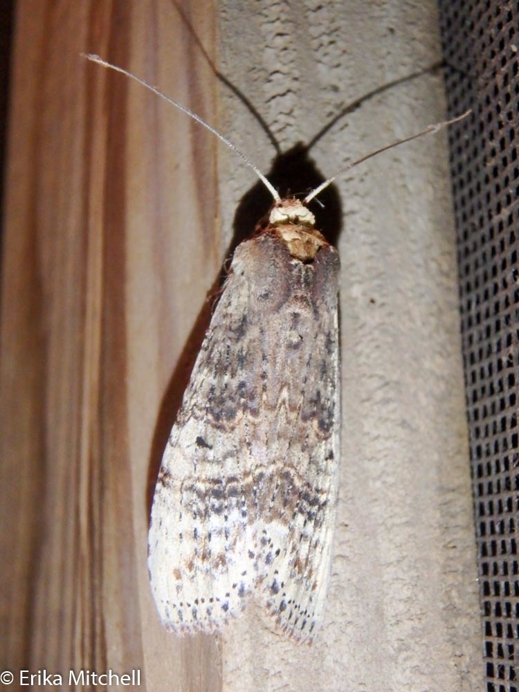 Nystalea nyseus