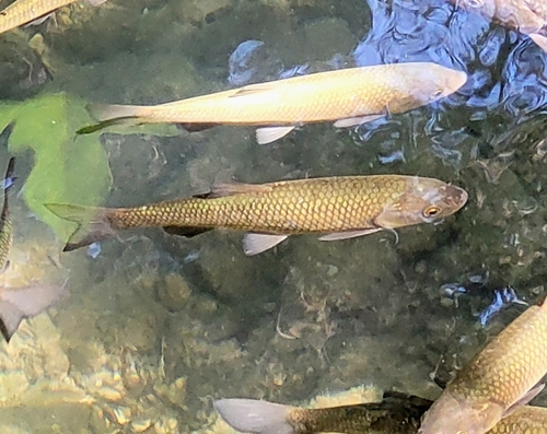 Illyrian chub (Squalius illyricus) — Cyprinidae