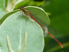 Xanthocnemis tuanuii