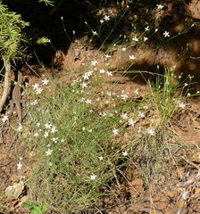 Eremogone macradenia