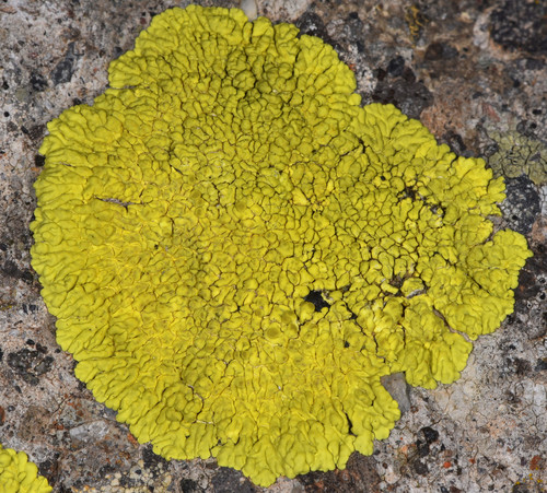 gold cobblestone lichen