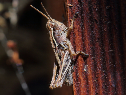 New Zealand Grasshopper