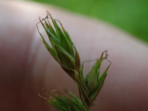 Image of Carex praticola by (c) Jared Shorma, some rights reserved (CC BY)
