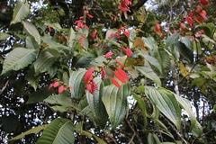 Warszewiczia coccinea