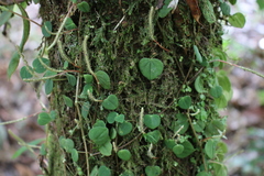 Peperomia serpens