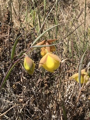 Calochortus pulchellus